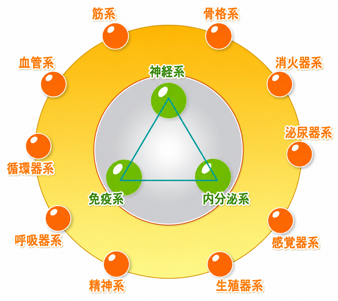 自律神経の調整イメージ