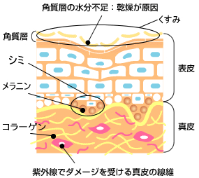 シワ・たるみの原因